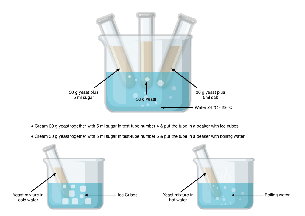 alcohol fermentation yeast experiments